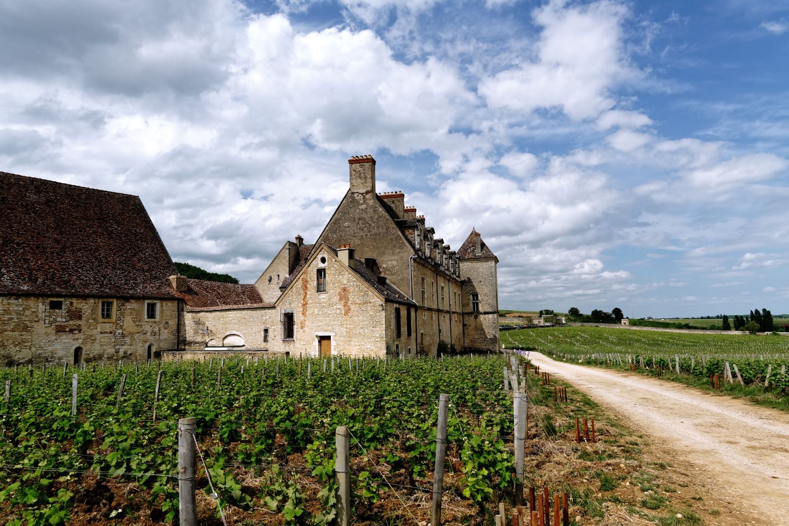 Paysage viticole en Bourgogne